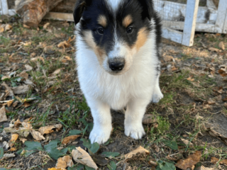 7-week-old male Collie puppy for sale