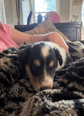 7-week-old-male-collie-puppy-for-sale-big-3