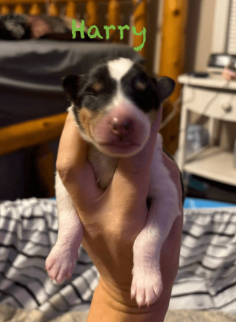 7-week-old-male-collie-puppy-for-sale-big-2