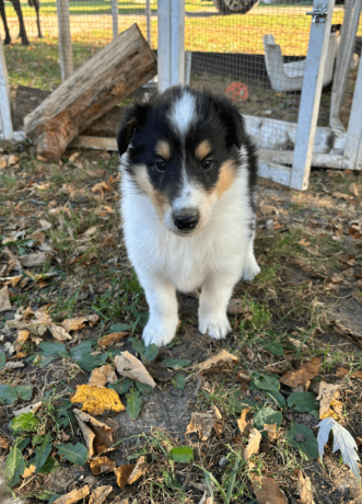 7-week-old-male-collie-puppy-for-sale-big-0