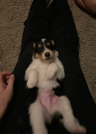 7-week-old-male-collie-puppy-for-sale-big-1