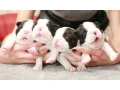 charming-boston-terrier-puppies-available-small-0