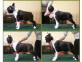 charming-boston-terrier-puppies-available-small-4