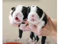 charming-boston-terrier-puppies-available-small-2