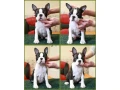 charming-boston-terrier-puppies-available-small-3