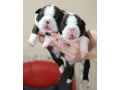 charming-boston-terrier-puppies-available-small-1