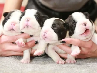 Charming Boston Terrier Puppies Available!