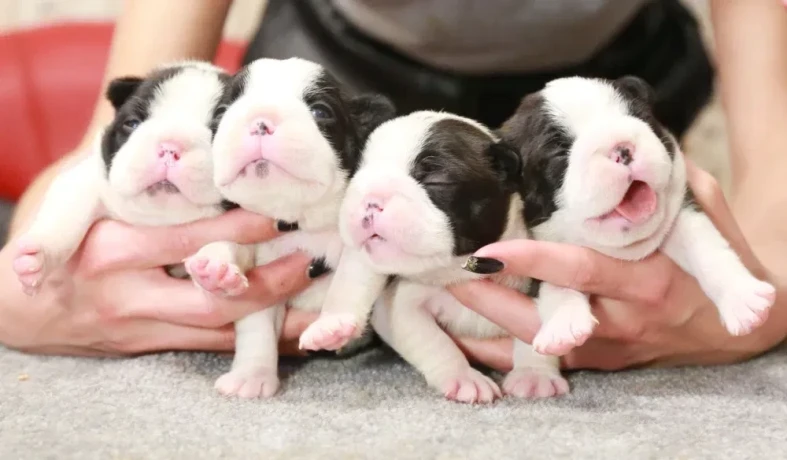 charming-boston-terrier-puppies-available-big-0