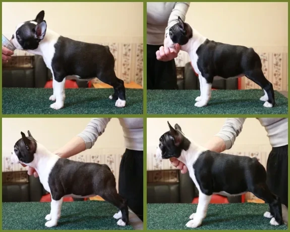 charming-boston-terrier-puppies-available-big-4