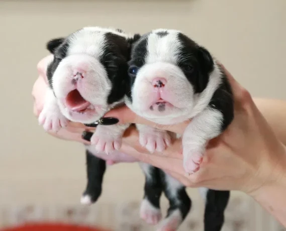 charming-boston-terrier-puppies-available-big-2