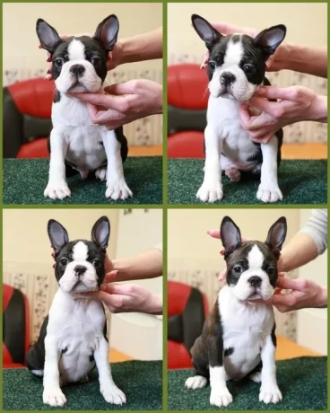 charming-boston-terrier-puppies-available-big-3