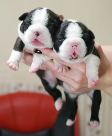 charming-boston-terrier-puppies-available-big-1