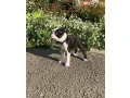 beautiful-boston-terrier-puppies-for-sale-small-2