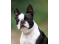 beautiful-boston-terrier-puppies-for-sale-small-0