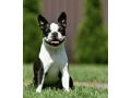 beautiful-boston-terrier-puppies-for-sale-small-1