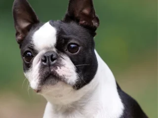 Beautiful Boston Terrier Puppies for Sale!