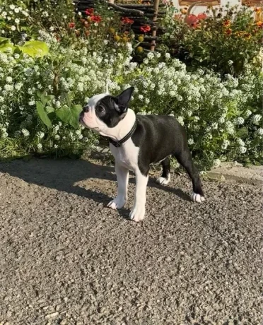 beautiful-boston-terrier-puppies-for-sale-big-2