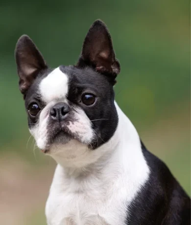 beautiful-boston-terrier-puppies-for-sale-big-0