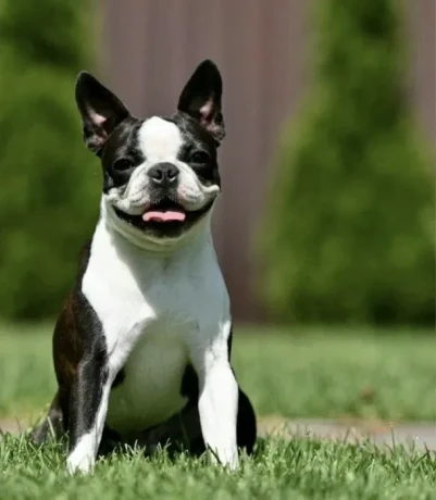 beautiful-boston-terrier-puppies-for-sale-big-1