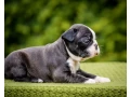 sweet-boston-terrier-puppies-for-sale-small-1