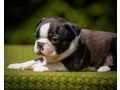 sweet-boston-terrier-puppies-for-sale-small-3