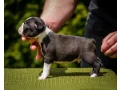 sweet-boston-terrier-puppies-for-sale-small-4