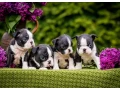 sweet-boston-terrier-puppies-for-sale-small-0