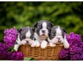 sweet-boston-terrier-puppies-for-sale-small-2