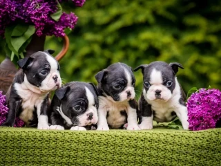 Sweet Boston Terrier Puppies for Sale!