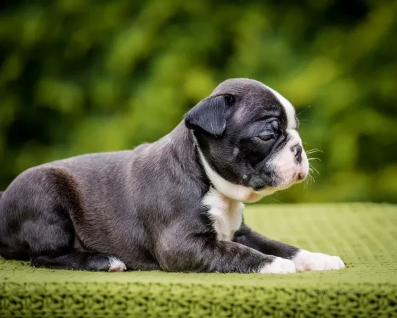 sweet-boston-terrier-puppies-for-sale-big-1