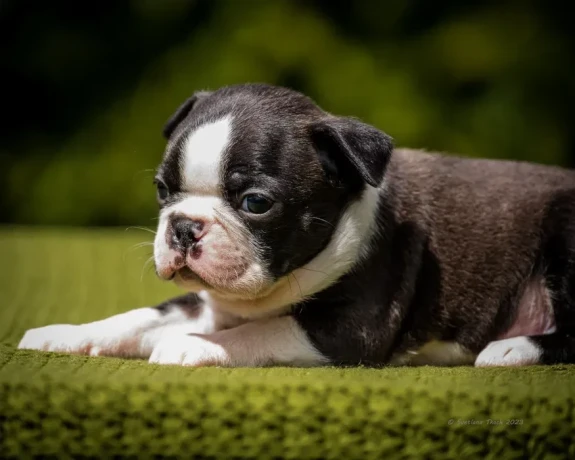 sweet-boston-terrier-puppies-for-sale-big-3