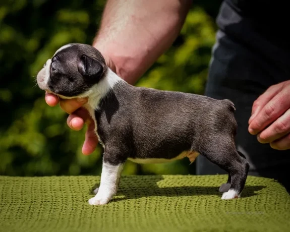 sweet-boston-terrier-puppies-for-sale-big-4