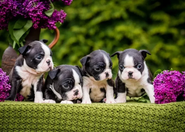 sweet-boston-terrier-puppies-for-sale-big-0