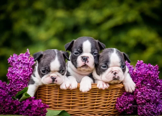 sweet-boston-terrier-puppies-for-sale-big-2