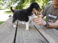 11-week-old-collie-puppy-for-sale-small-1