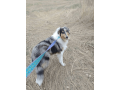 11-week-old-collie-puppy-for-sale-small-3