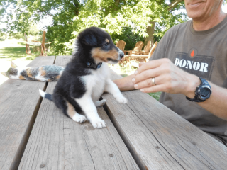 11-week-old Collie puppy for sale