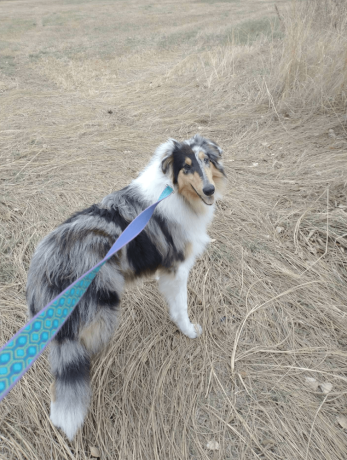 11-week-old-collie-puppy-for-sale-big-3