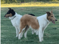 male-collie-puppy-for-sale-small-2