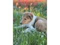 male-collie-puppy-for-sale-small-0