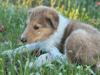 Male Collie puppy for sale