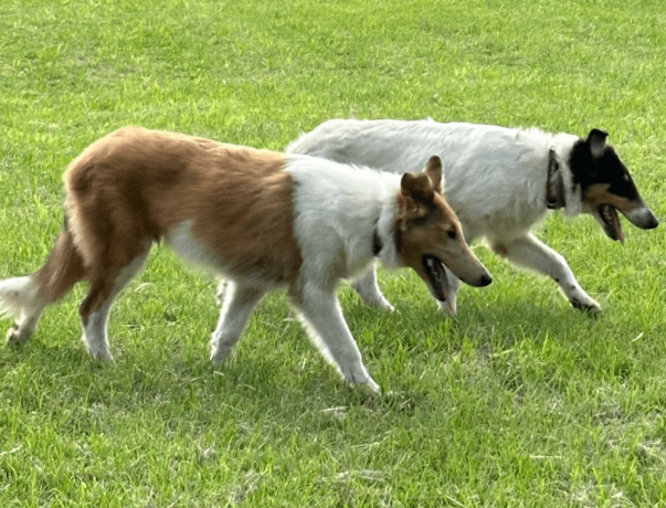 male-collie-puppy-for-sale-big-3