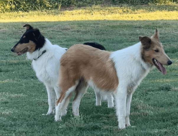 male-collie-puppy-for-sale-big-2