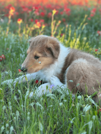 male-collie-puppy-for-sale-big-0