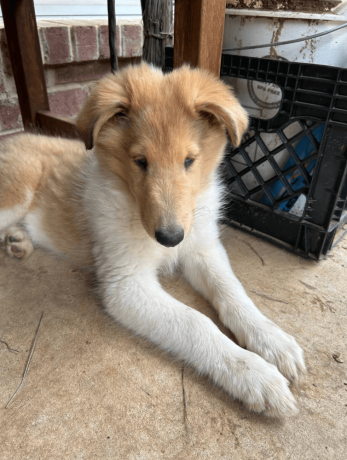 male-collie-puppy-for-sale-big-1