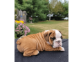 male-english-bulldog-puppy-for-sale-small-3