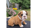 male-english-bulldog-puppy-for-sale-small-2