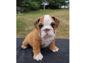 male-english-bulldog-puppy-for-sale-small-0