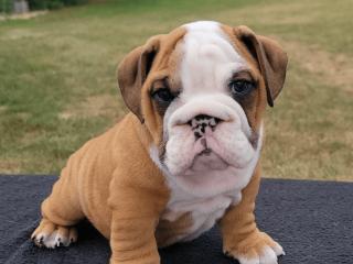 Male English Bulldog puppy for sale