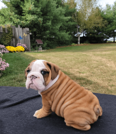 male-english-bulldog-puppy-for-sale-big-4